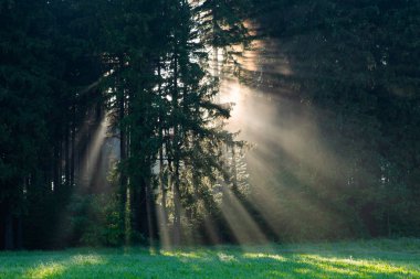 Almanya'daki Kara Orman. Sabah güneşi altın sisli ormanda parlıyor. Büyülü yaz sabahı. Romantik bir arka plan. Güneş doğmadan önce güneş ışınları. Dreamy seyahat arka plan.