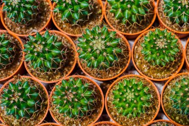 Tencerede kaktüs bitkisi koleksiyonu. Küçük süs bitkisi. Seçici odaklanma, üst bakış açısı. Kaktüs bitkisi deseni. Doğal arka plan. Yeşil doku arkaplanı.