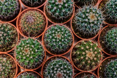 Tencerede kaktüs bitkisi koleksiyonu. Küçük süs bitkisi. Seçici odaklanma, üst bakış açısı. Kaktüs bitkisi deseni. Doğal arka plan. Yeşil doku arkaplanı.