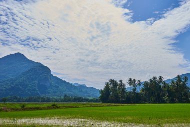 Malezya'da pirinç, yağmur ormanları ve dağların yeşil alanı. Ekolojik turizm kavramı