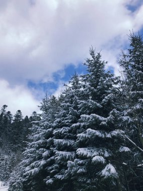 Kış ormanı Arka plandaki güzel köknar ağaçları ve mavi gökyüzü. Aydınlık bir günde, karlı ormanda, buzlu ağaçlarla kaplı bir manzara. Sakin kış doğası. Güzellik dünyası. Tonu ayarlanmış resim.