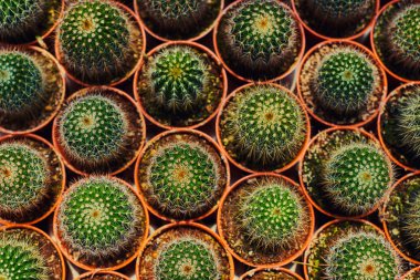 Tencerede kaktüs bitkisi koleksiyonu. Küçük süs bitkisi. Seçici odaklanma, üst bakış açısı. Kaktüs bitkisi deseni. Doğal arka plan. Yeşil doku arkaplanı.