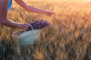 Wheat field in sunlight. Provence, Valensole. Beautiful image of young woman lit by sunlight. Image for natural background. Very nice view of the fields. Toned image with copy spase.