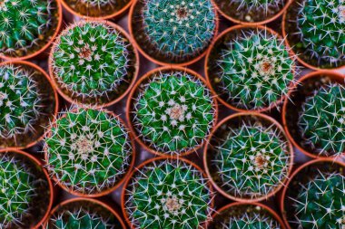 Tencerede kaktüs bitkisi koleksiyonu. Küçük süs bitkisi. Seçici odaklanma, üst bakış açısı. Kaktüs bitkisi deseni. Doğal arka plan. Yeşil doku arkaplanı.