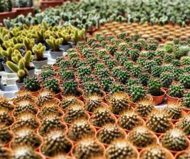 Tencerede kaktüs bitkisi koleksiyonu. Küçük süs bitkisi. Seçici odaklanma, üst bakış açısı. Kaktüs bitkisi deseni. Doğal arka plan. Yeşil doku arkaplanı.