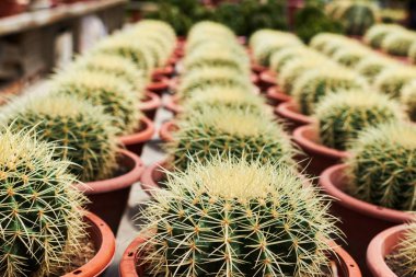 Tencerede kaktüs bitkisi koleksiyonu. Küçük süs bitkisi. Seçici odaklanma, üst bakış açısı. Kaktüs bitkisi deseni. Doğal arka plan. Yeşil doku arkaplanı.