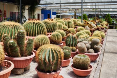 Tencerede kaktüs bitkisi koleksiyonu. Küçük süs bitkisi. Seçici odaklanma, üst bakış açısı. Kaktüs bitkisi deseni. Doğal arka plan. Yeşil doku arkaplanı.
