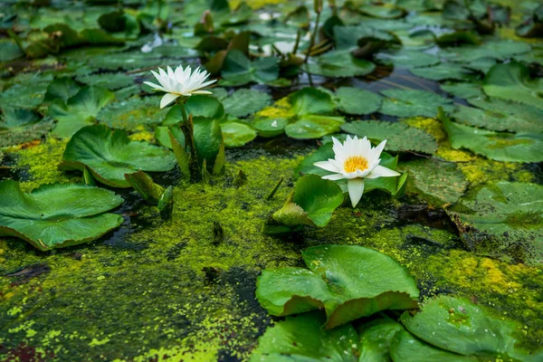 Yeşil Yaprakları Arka Plan Üzerinde Lotus Çiçekleri Çiçek Açan Lotus — Stok fotoğraf