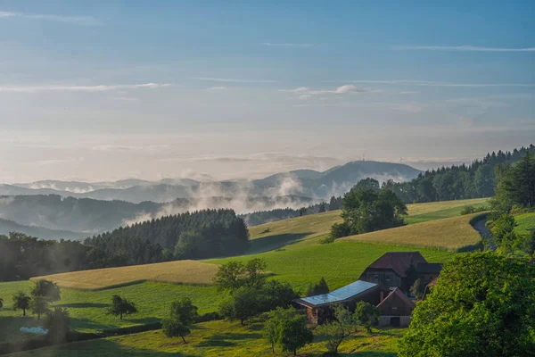 Black Forest Sunrise Misty Conifer Tree Green Meadow Beautiful Countryside — Stock Photo, Image