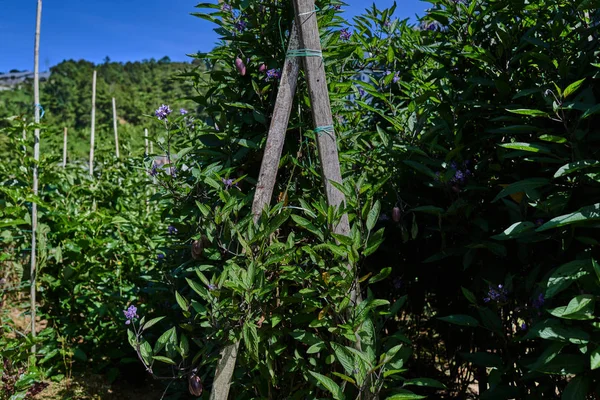 Cultivo Berenjenas Florecientes Invernadero Campo Granja Verduras Asiáticas Huerta Verde — Foto de Stock