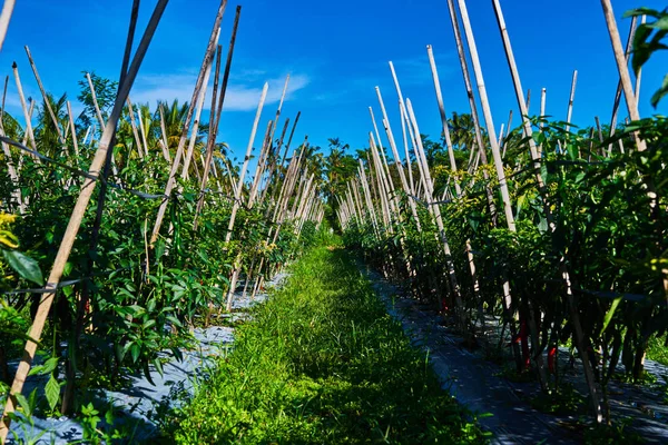 田舎の竹のフェンスで野菜や農園のコショウ 熱帯林の農村生活と農業は肥沃である — ストック写真