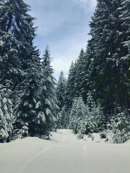 Winterbergbos Met Besneeuwde Dennenbomen Prachtig Winterlandschap Met Bos Bomen Sneeuw — Stockfoto