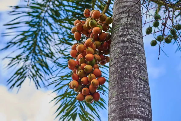Exotiska Växter Betelmutter Palm Eller Betel Nötter Trädet — Stockfoto