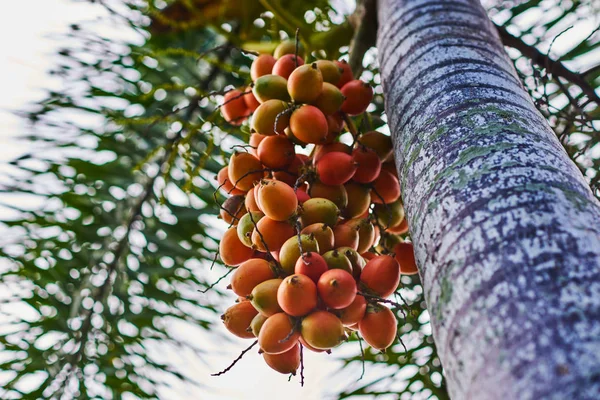 エキゾチックな植物 木の上のベテルナットヤシまたはベテルナッツ — ストック写真