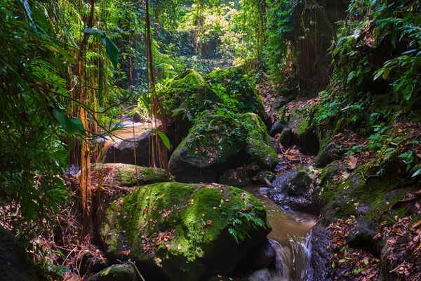 Küçük Şelale Ile Güzel Orman Bahçesinde Sabah Işığı Ekolojik Turizm — Stok fotoğraf