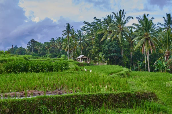 Pequena Cabana Patos Campo Arroz Orgânico Verde Trhe Bali Indonésia — Fotografia de Stock