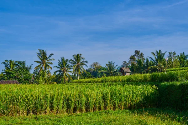 印度尼西亚巴厘岛绿色有机稻田上的小棚屋 大米来自农民的产出 大自然中的光和影 壮观的景色 前往岛上非旅游景点 — 图库照片