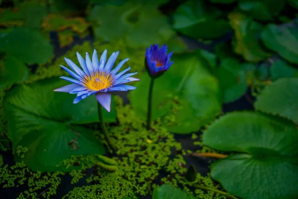 Gölde Yeşil Yapraklı Güzel Nilüfer Veya Nilüfer Çiçeği Doğa Arka — Stok fotoğraf