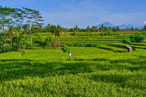 Balinese Man Walks Rice Terraces Volcano Agung Background Bali Indonesia — Stock Photo, Image