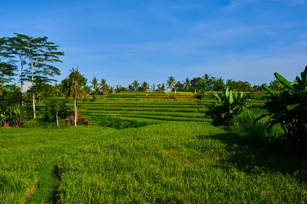在露台上欣赏有机稻田的壮丽景色 位于印度尼西亚巴厘岛的稻田 Jatiluwih 旅行和自然背景 生态旅游的概念 — 图库照片
