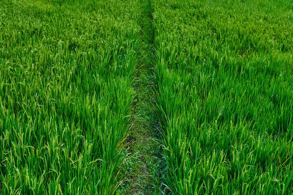 Rice flowers and seeds in paddy fields with natural background, food and rice product display. Healthy food. Great source of energy. Rich source of carbohydrates. Bali, Indonesia. Nftural background.