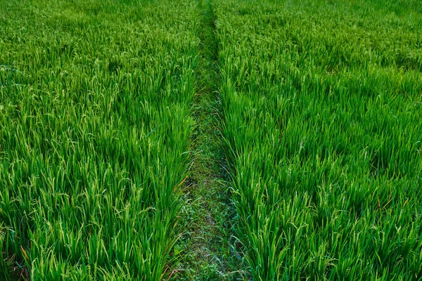 Rice flowers and seeds in paddy fields with natural background, food and rice product display. Healthy food. Great source of energy. Rich source of carbohydrates. Bali, Indonesia. Nftural background.