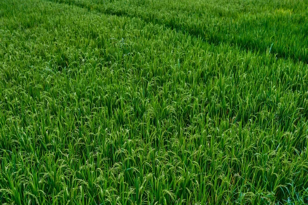 Rice flowers and seeds in paddy fields with natural background, food and rice product display. Healthy food. Great source of energy. Rich source of carbohydrates. Bali, Indonesia. Nftural background.