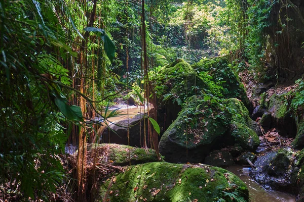 Manhã Luz Belo Jardim Selva Com Pequena Cachoeira Conceito Turismo — Fotografia de Stock