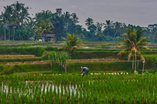 Small hut on the green organic rice field in Bali, Indonesia. Rice from the farmer\'s output. Light and shadow in nature. Spectacular views. Travel to non-touristic places of the island.