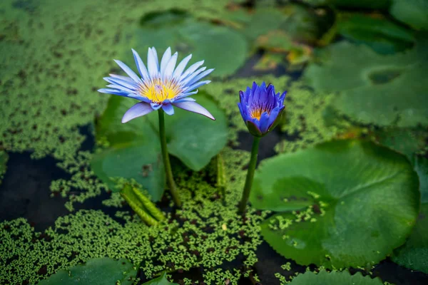 Όμορφο Κρίνο Λουλούδι Λωτού Πράσινο Φύλλο Στη Λιμνούλα Φυσικό Φόντο — Φωτογραφία Αρχείου