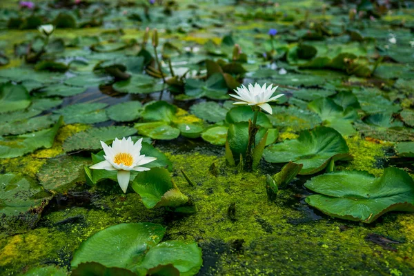 Lotus flowers on green leaves background. Field of blooming lotuses. Sacred symbol of the Buddha. Lotus ponds in peaceful and quiet countryside.