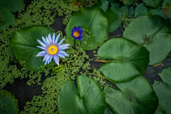 Красивая Водяная Лилия Цветок Лотоса Зеленым Листом Пруду Природа Цветок — стоковое фото