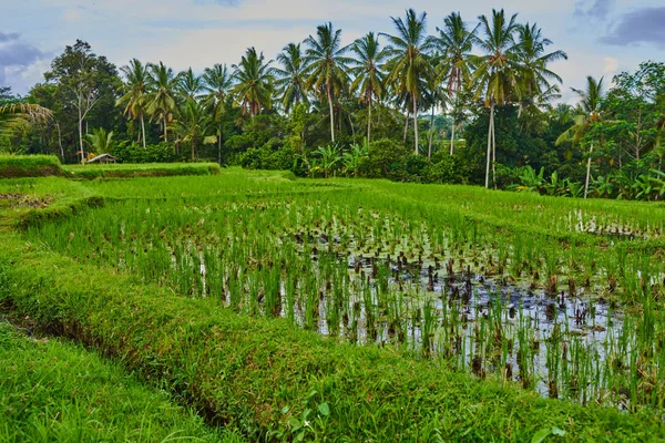 Pequena Cabana Campo Arroz Orgânico Verde Trhe Bali Indonésia Arroz — Fotografia de Stock