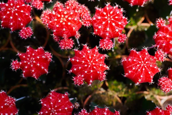 Collection Plantes Cactus Pots Petite Plante Ornementale Mise Point Sélective — Photo