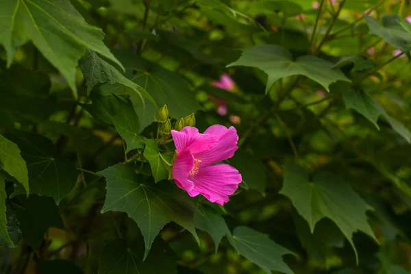 自然の美しい花の夏の抽象的な背景 緑の背景に柔らかい焦点を当てた開花ハイビスカスの枝 コピースペースを持つトーンイメージ — ストック写真