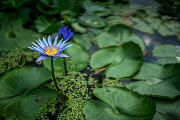 Красива Водяна Лілія Або Квітка Лотоса Зеленим Листям Ставку Природний — стокове фото