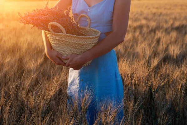 Walking of woman in the field of wheat with lavender flower bouquet in in basket. Romantic woman in fields, having vacations in Provence, France. Girl admires the sunset in fields.