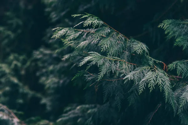 Groene Bladeren Achtergrond Groene Bladeren Kleurtoon Donker Ochtend Tropische Planten — Stockfoto