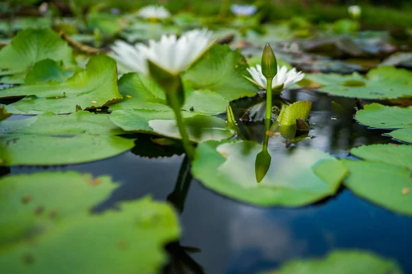 Gölde Yeşil Yapraklı Güzel Beyaz Nilüfer Veya Nilüfer Çiçeği Doğa — Stok fotoğraf
