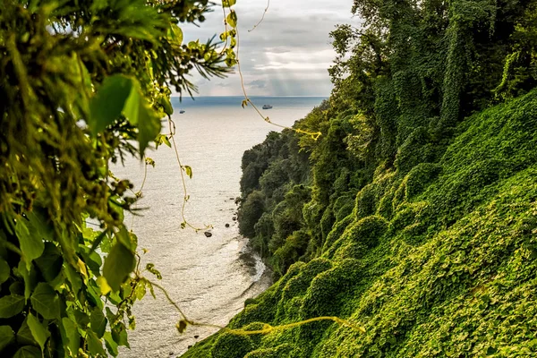 Pemandangan Indah Dari Taman Botani Teluk Laut Pantai Laut Hitam — Stok Foto