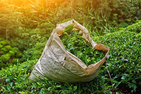 The tea plantations in morning. Freshly picked healthy green tea leaf. Fresh leaves in tea farm in Cameron Highlands, Malaysia.