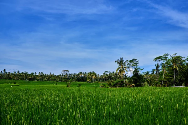 Beautiful Jasmine rice field in early stage at Bali island, Ubud. Scenic view of a picturesque tropical agricultural landscape. Summer vacation and ecology background. Healthy environment concept.