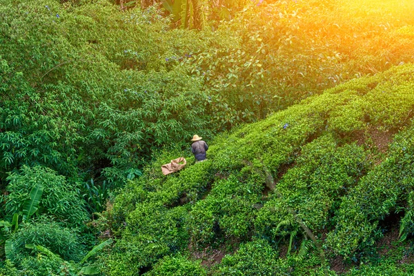 Farmer with wicker hat picking tea leaves. Tea is grown, picked in hot moist climates, with good rainfall, well above sea level, across the world. Tea farm in Cameron Highlands, Malaysia.