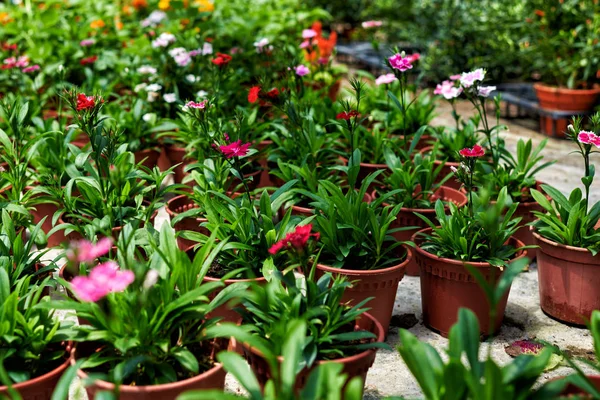 花店的植物布置精美 鲜花在鲜花市场出售 五颜六色的花朵在模糊的背景温室 花卉的生产和种植 人工林 — 图库照片
