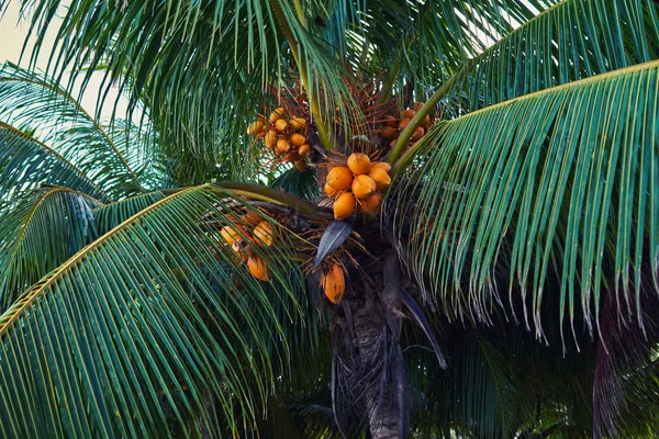 Kokospalmen Tegen Blauwe Lucht Palm Bomen Aan Tropische Kust — Stockfoto