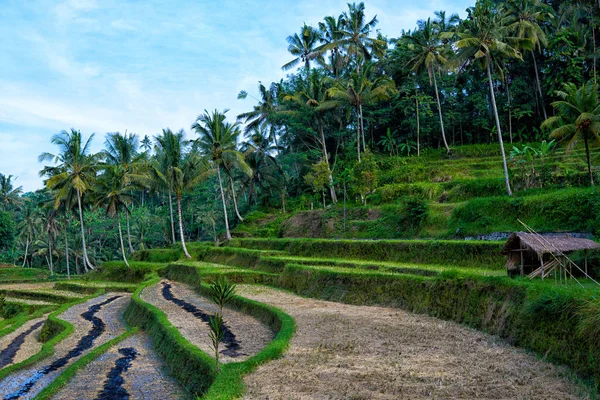 位于巴厘岛梯田上的稻田 风景如画的热带农业景观 旅行和夏季空置概念 — 图库照片