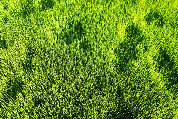 Grüner Hintergrund Natur Hintergrund — Stockfoto