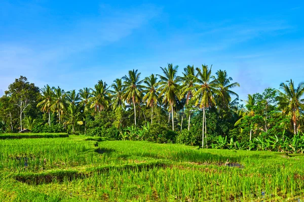 Beautiful rice field in early stage at Bali island, Ubud