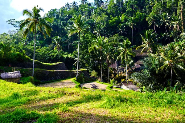 バリ島 ウブドの棚田の田んぼ 絵のように美しい熱帯農業風景の美しい景色 旅行と夏の空き概念 — ストック写真