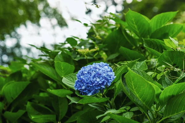 Hortensia Bleue Hortensia Macrophylla Hortensia Fleur Avec Des Feuilles Vertes — Photo